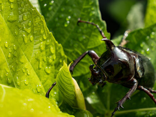 Rhinoceros beetles sitting on green leaf.