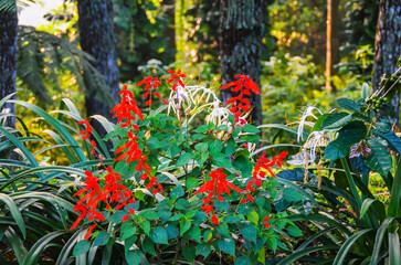 red flowers in garden