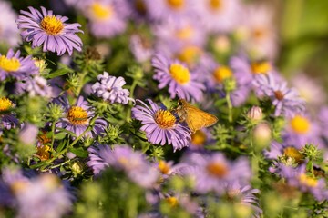 Close-up of a butterfly on a flower in summer