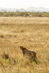 Spłoszony gepard gotowy do ucieczki na sawannie na safari w Kenii w Parku Narodowym Tsavo © Ula