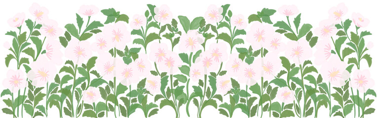 rose of sharon border