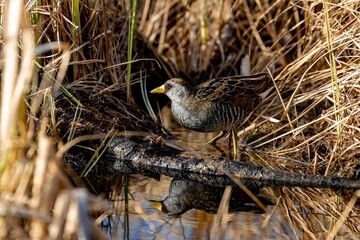 Spotted crake in its natural habitat, Porzana porzana