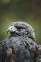 Closeup shot of a Black Chested Buzzard, Geranoaetus melanoleucus