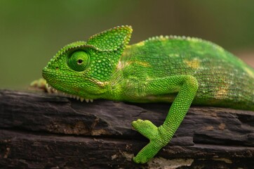 Vibrant green chameleon on a branch