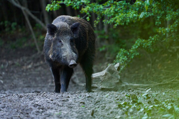 Dominant wild hog in the forest