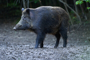 Dominant wild hog in the forest