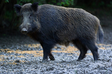 Dominant wild hog in the forest