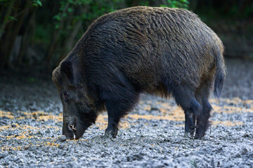 Dominant wild hog in the forest