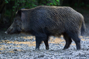 Dominant wild hog in the forest