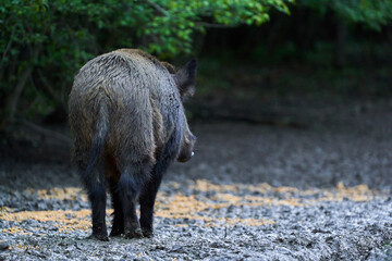 Dominant wild hog in the forest
