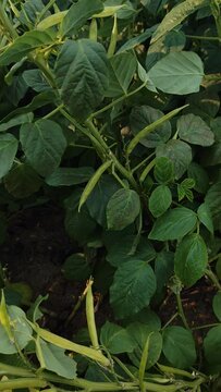 Cluster beans plant in field,cyamopsis tetragonoloba , push in shot of gawar phali or guar