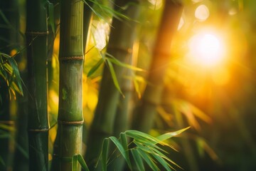 tranquil bamboo grove bathed in warm sunlight nature photography