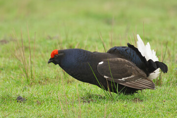 Black Grouse, Scientific name, Lyrurux tetrix.  Close up of a male black grouse crouching and preparing to lek with another bird on grouse moor, Swaledale,  UK.  Space for copy.  Horizontal.