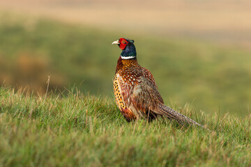 Close up of a Ring-necked or Common male pheasant facing left after heavy rainfall on open...