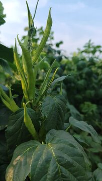 Cluster beans plant in field,cyamopsis tetragonoloba , focus pull shot of vegetable plant
