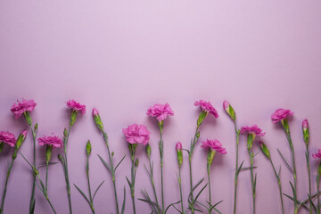 Pink carnation flowers on a pink background. Flat lay composition. Top view. Space for text.