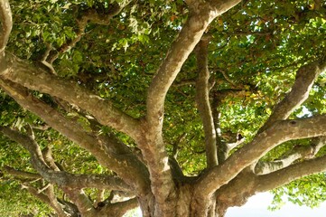 Large plane tree with green leaves on a sunny day