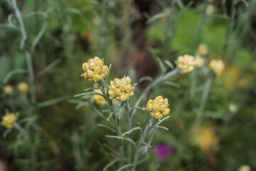 Selective focus on Common Shrubby (helichrysum stoechas) with blurred background