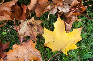 several leaves lying on grass covered in dirt and water drops