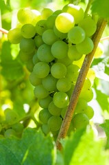 a cluster of white grapes hanging on the vine in a garden