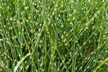 the long green grass has brown spots on it's leaves