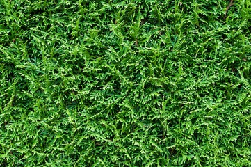 Closeup shot of the green leaves of the hedge