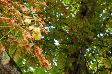 Common horse chestnut (Aesculus) growing under the sunny sky
