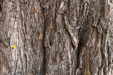 Image of a tree trunk with textured bark