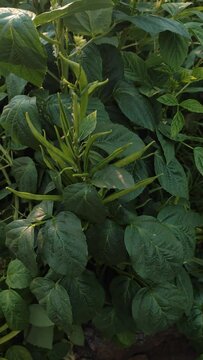 Cluster beans or gawar phali plant in field,cyamopsis tetragonolob , static shot ,top view