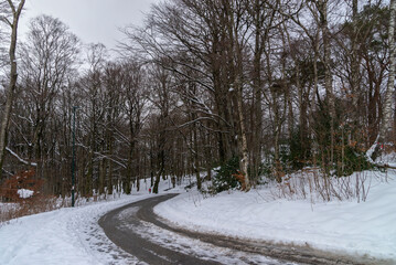 Snow-Covered Path through a Forested Park