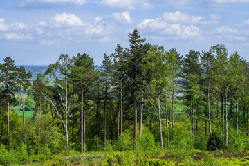 lickey hills country park hiking walking west midlands england uk