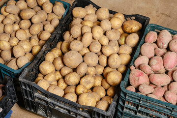 Potatoes in a basket in a market. Storing different types of potatoes in baskets in the cellar....