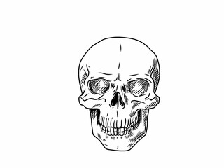 human skull white background