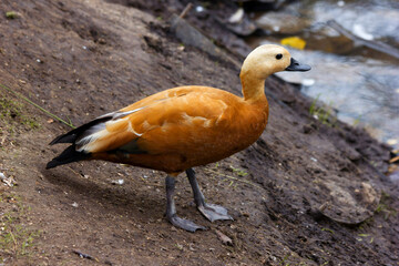 Fulvous whistling duck (Dendrocygna bicolor) in beautiful colors near river. Lesser fulvous...