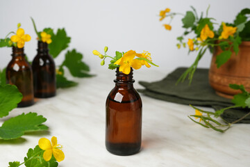 Celandine essential oil container with celandine flower and leaves on a white marble background....