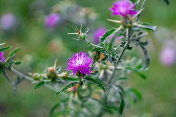 Blooming Purple starthistle on a branch with buds and spines. Blurred green background. Centaurea calcitrapa