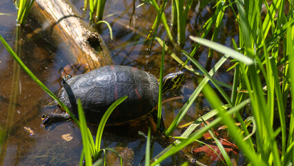 gelbwangenschmuckschildkröte schildkröte wasserschildkröte zierschildkröte 