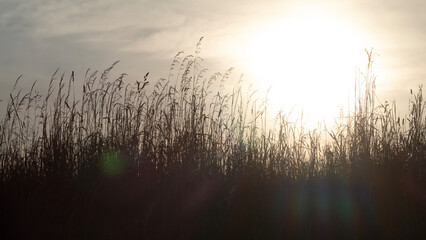 Feld Korn Sonnenuntergang Silhouette himmel hell sonne fr&uuml;hling urlaub bauernhof hintergrund 