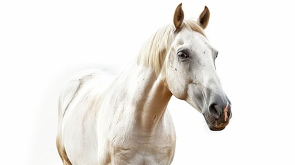 Obraz premium portrait of a horse foal isolated over white background