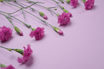 Pink carnation flowers on a pink background. Flat lay composition. Side view. Space for text.