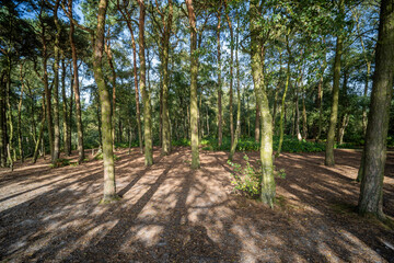 lickey hills country park hiking walking west midlands england uk