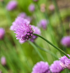 Beautiful close-up of allium schoenoprasum