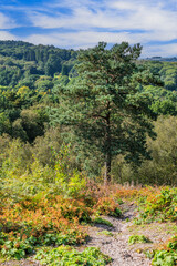 lickey hills country park hiking walking west midlands england uk