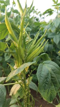 garden fresh indian vegetable green cluster beans or guar beans also known in india as guwar,guvar bean, detailed view of vegetable plant