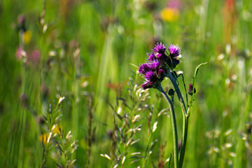 Fioletowy kwiat na łące. Purple flower on meadow