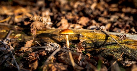 Small mushroom is displayed in a forest, emphasizing its vibrant color and unique form