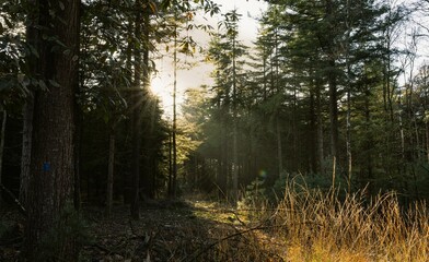 Obraz premium sunlight shining through a forrest filled with tall trees and fallen branches
