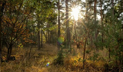 sun shining through some trees in the woods by a forest