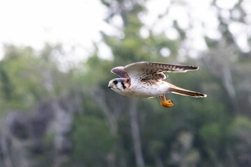 Closeup of a The American Kestrel in flight with a blurry background