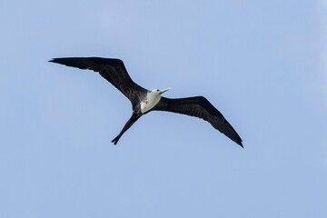 Closeup of a Frigatebird in flight under the blue sky